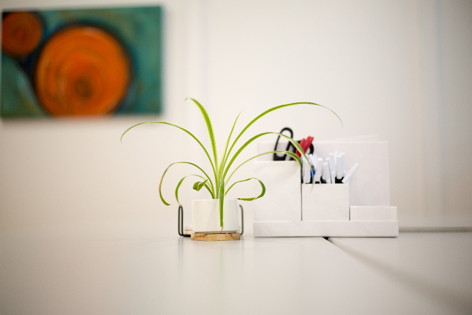 House Plant